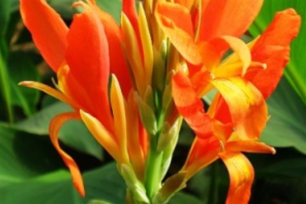 红花蕉有什么花语,代表坚实的未来