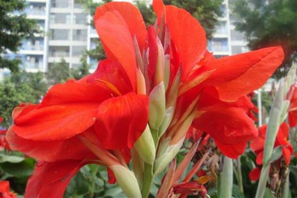 红花蕉有什么花语,代表坚实的未来