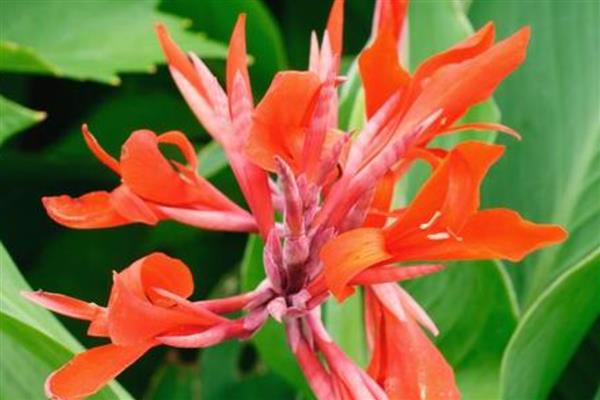 红花蕉有什么花语,代表坚实的未来