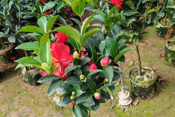 四季茶花的养殖方法，使用含腐殖质的酸性土壤为佳