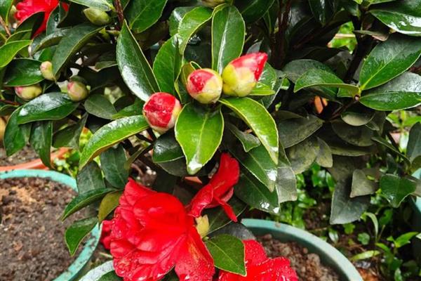四季茶花的养殖方法，使用含腐殖质的酸性土壤为佳