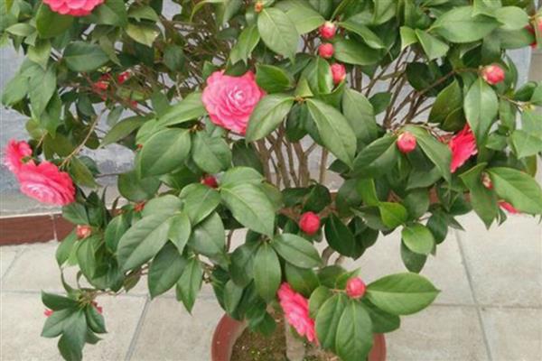 四季茶花的养殖方法，使用含腐殖质的酸性土壤为佳