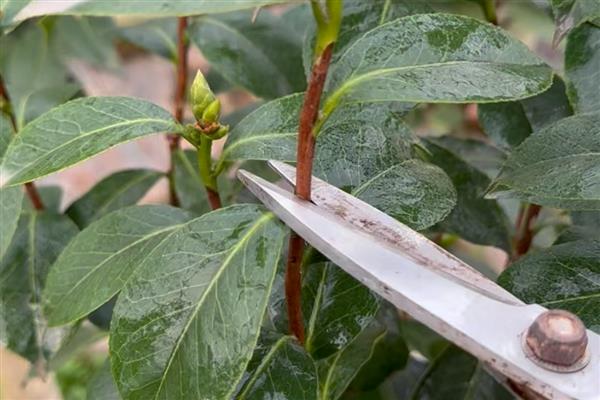 四季茶花的养殖方法，使用含腐殖质的酸性土壤为佳