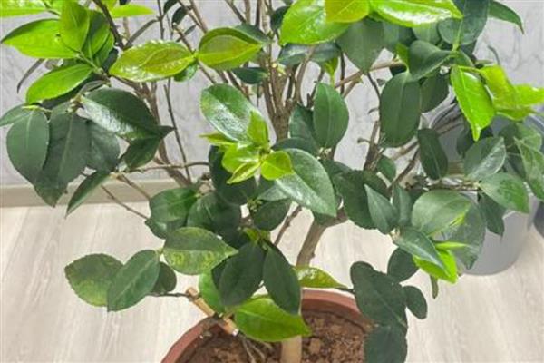 四季茶花的养殖方法，使用含腐殖质的酸性土壤为佳