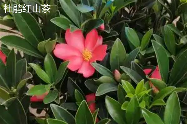 四季茶花的养殖方法，使用含腐殖质的酸性土壤为佳