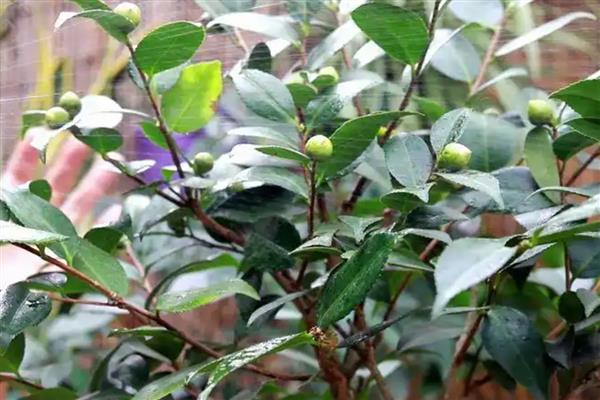 四季茶花的养殖方法，使用含腐殖质的酸性土壤为佳