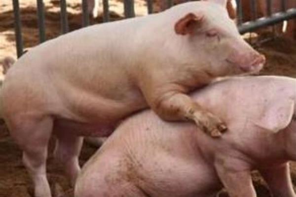 母猪的配种时间，发情后的21-37小时最适合配种