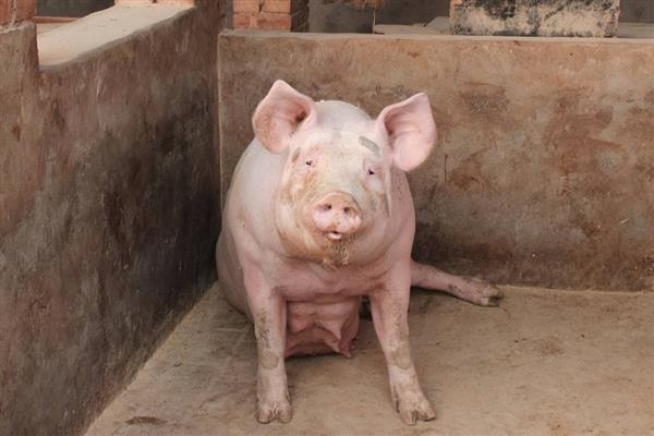 母猪的配种时间，发情后的21-37小时最适合配种