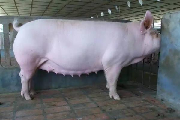 母猪的配种时间，发情后的21-37小时最适合配种