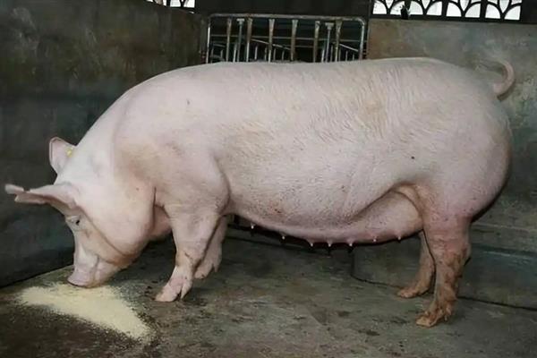 母猪的配种时间，发情后的21-37小时最适合配种