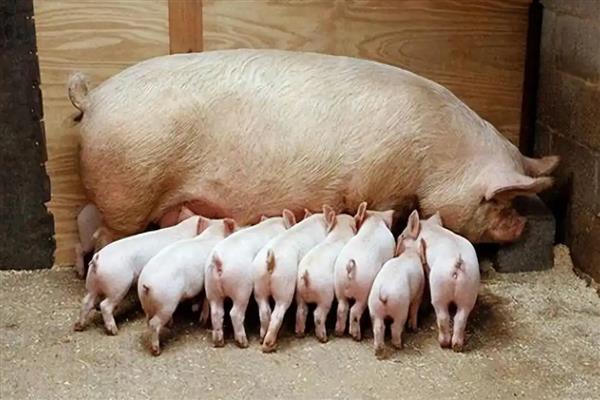 母猪的配种时间，发情后的21-37小时最适合配种