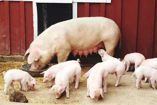 母猪的配种时间，发情后的21-37小时最适合配种