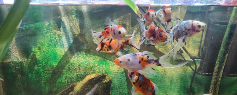 鱼缸刚换的水为什么腥，可能是没有清理干净所致