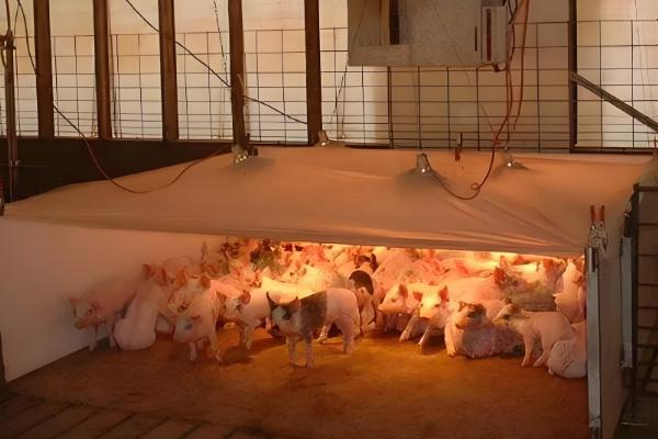 北方养猪场冬天怎么取暖,可以使用煤炉取暖