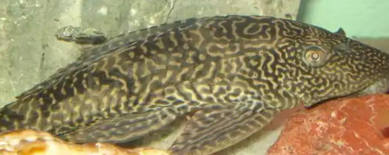 鱼缸养清道夫有什么作用，可以清除鱼缸内的青苔和水藻