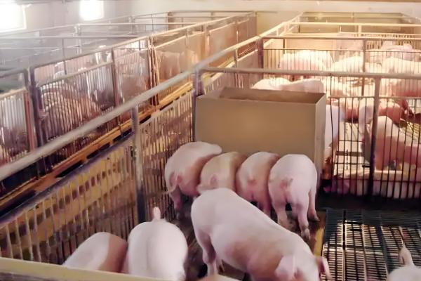 北方养猪场冬天怎么取暖,可以使用煤炉取暖