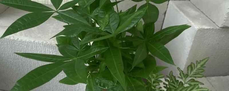 怎么养小发财树，摆放在散光充足的区域养护