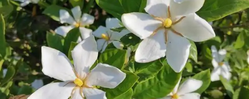 栀子花开一半就黄了的处理方法，及时放置到通风干燥处养护