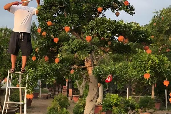 对石榴树浇水要注意什么，以小水勤浇为主