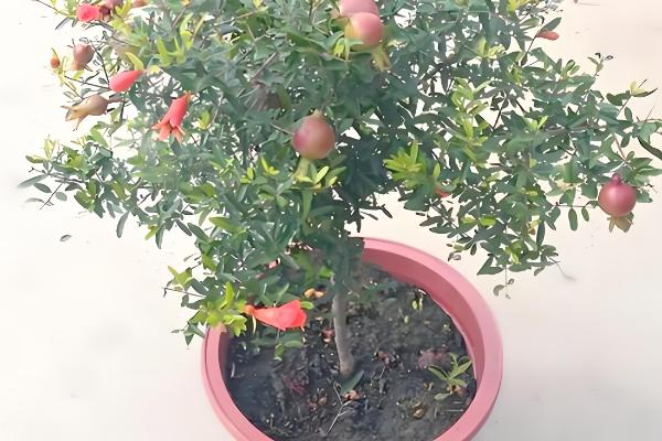 对石榴树浇水要注意什么，以小水勤浇为主