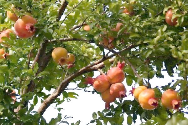 对石榴树浇水要注意什么，以小水勤浇为主