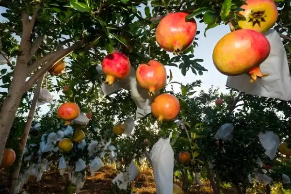 对石榴树浇水要注意什么，以小水勤浇为主
