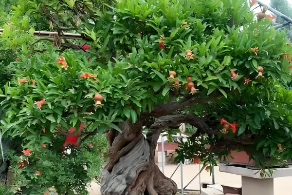 对石榴树浇水要注意什么，以小水勤浇为主