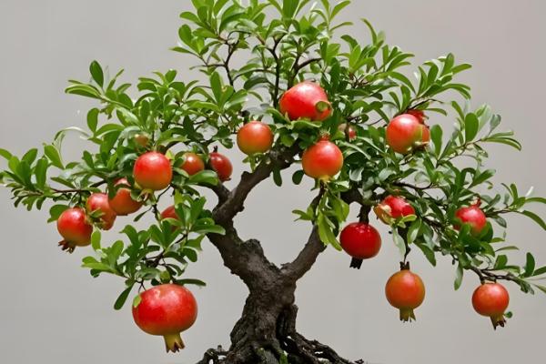 对石榴树浇水要注意什么，以小水勤浇为主