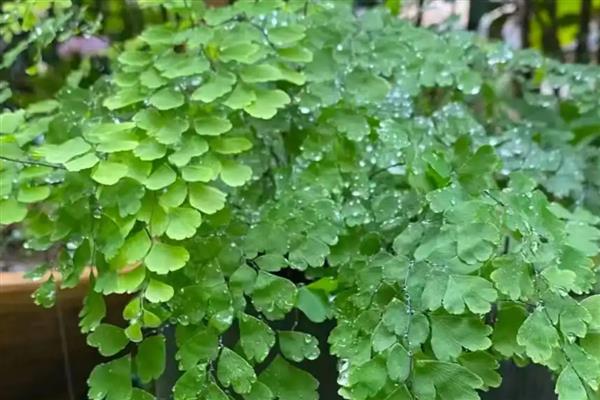 耐阴的室内植物，推荐铁线蕨、棕竹等