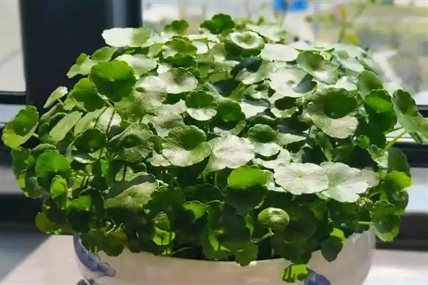 耐阴的室内植物，推荐铁线蕨、棕竹等