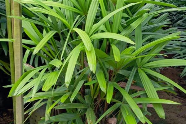 耐阴的室内植物，推荐铁线蕨、棕竹等