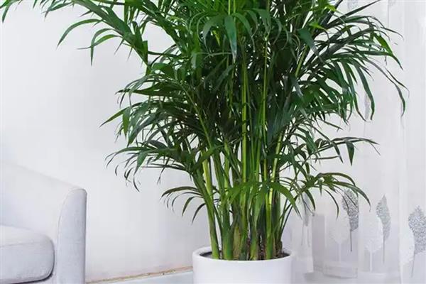 耐阴的室内植物，推荐铁线蕨、棕竹等