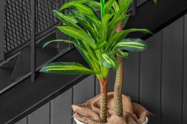 耐阴的室内植物，推荐铁线蕨、棕竹等