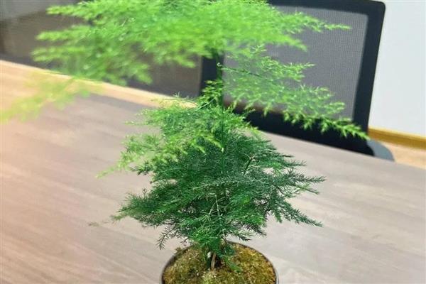 耐阴的室内植物，推荐铁线蕨、棕竹等