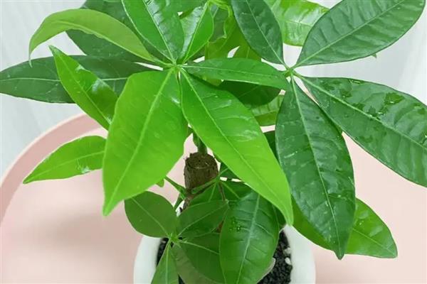 耐阴的室内植物，推荐铁线蕨、棕竹等