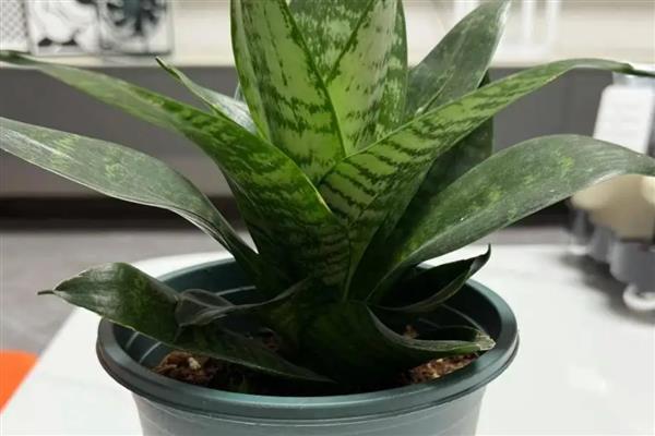 耐阴的室内植物，推荐铁线蕨、棕竹等