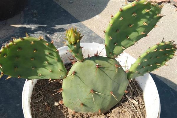 耐阴的室内植物，推荐铁线蕨、棕竹等