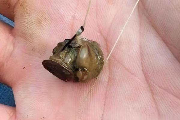 钓青鱼如何用螺蛳打窝,可将螺蛳与窝料一起抛投至钓点