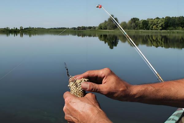 钓青鱼如何用螺蛳打窝,可将螺蛳与窝料一起抛投至钓点