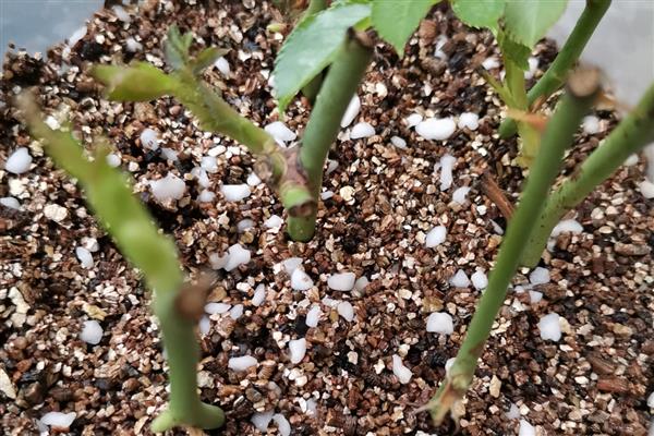 月季的扦插方法,春夏秋这三个季节均可进行