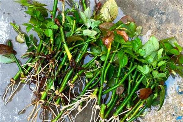 月季的扦插方法,春夏秋这三个季节均可进行