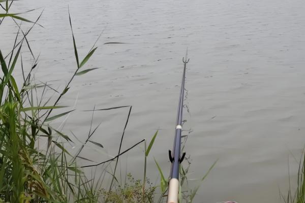 钓青鱼如何用螺蛳打窝,可将螺蛳与窝料一起抛投至钓点