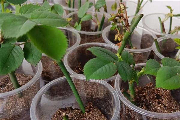 月季的扦插方法,春夏秋这三个季节均可进行