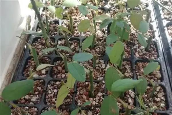 月季的扦插方法,春夏秋这三个季节均可进行