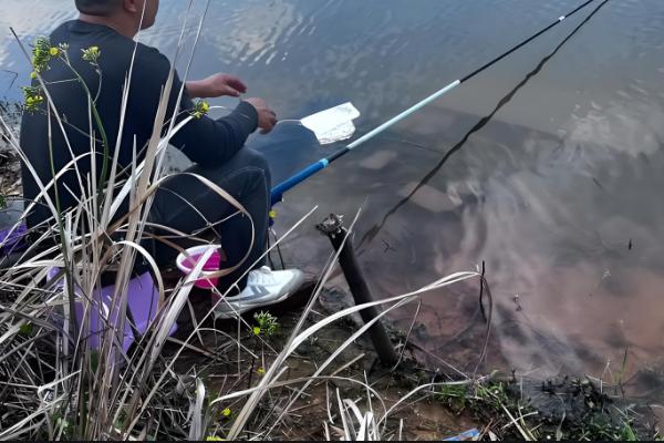 钓青鱼如何用螺蛳打窝,可将螺蛳与窝料一起抛投至钓点