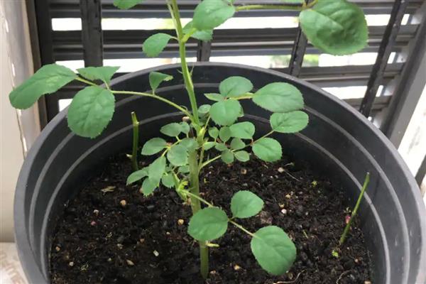 月季的扦插方法,春夏秋这三个季节均可进行