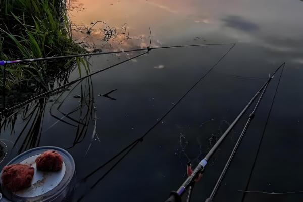 钓青鱼如何用螺蛳打窝,可将螺蛳与窝料一起抛投至钓点