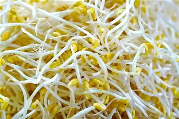 哪种豆可以长出豆芽，传统豆芽是从大豆中长出