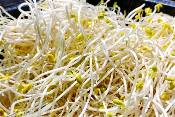 哪种豆可以长出豆芽，传统豆芽是从大豆中长出