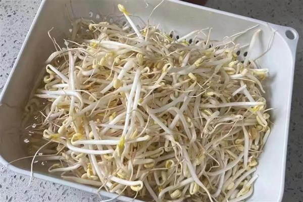 哪种豆可以长出豆芽，传统豆芽是从大豆中长出